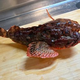 オニカサゴ