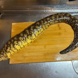 ウツボ