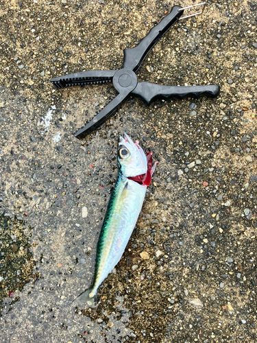 サバの釣果
