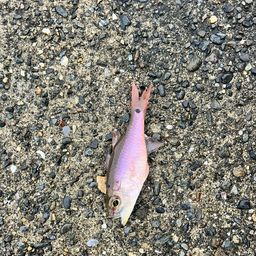 ネンブツダイ