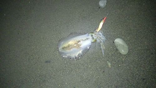 駿河湾