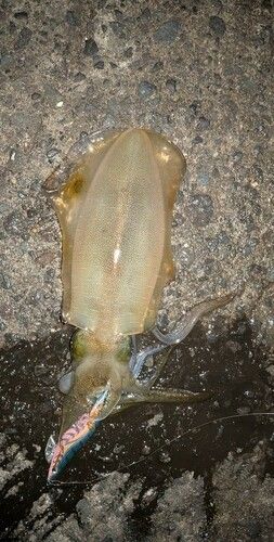 戸田湾