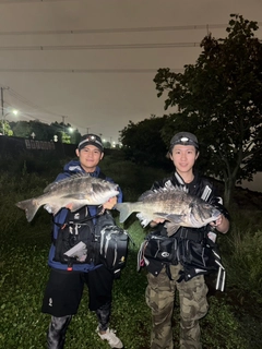 チヌの釣果