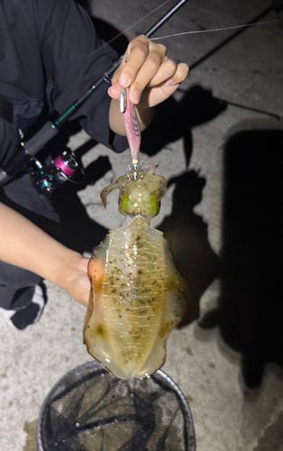 紀伊水道