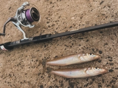 シロギスの釣果