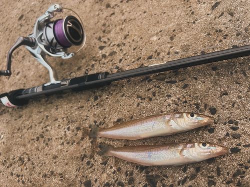 シロギスの釣果