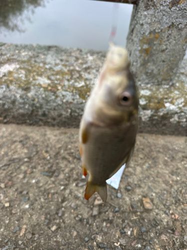 コイの釣果