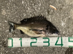 クロダイの釣果