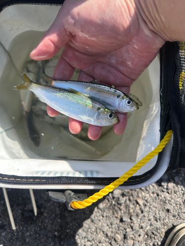 伊勢湾湾奥