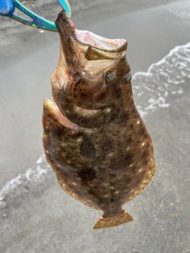 ソゲの釣果