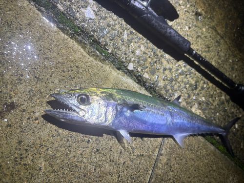 サゴシの釣果