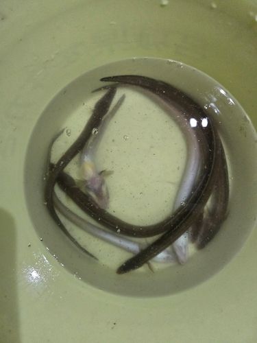 アナゴの釣果