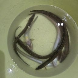 アナゴ