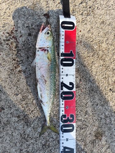 サバの釣果