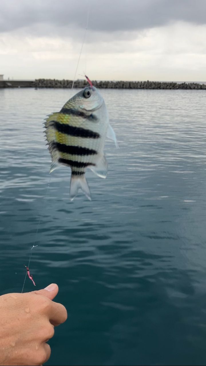 オヤビッチャ