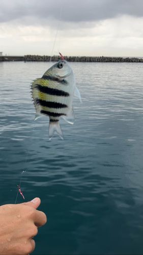 オヤビッチャの釣果