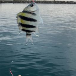 オヤビッチャ