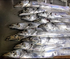 タチウオの釣果