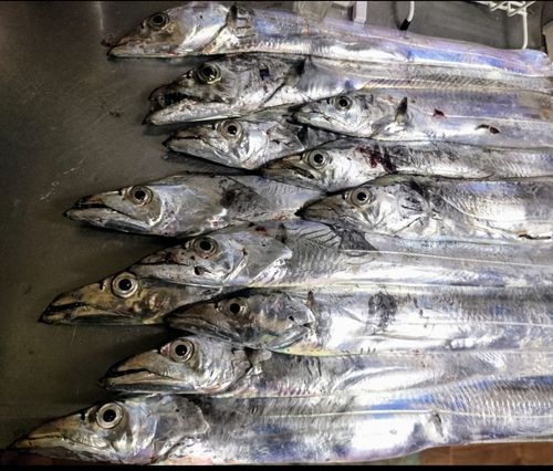 タチウオの釣果
