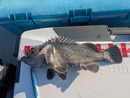 アイナメの釣果