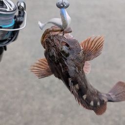 カサゴ