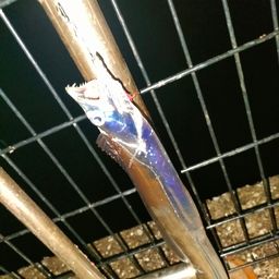 タチウオ