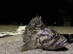 クロソイの釣果