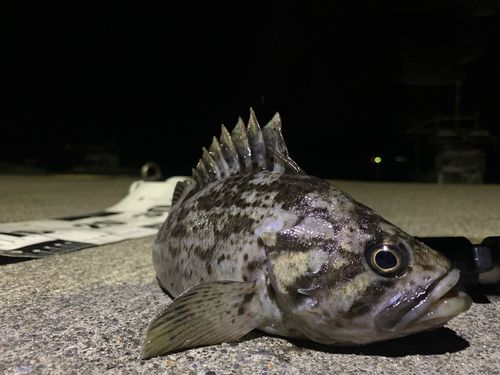 クロソイの釣果