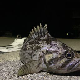 クロソイ