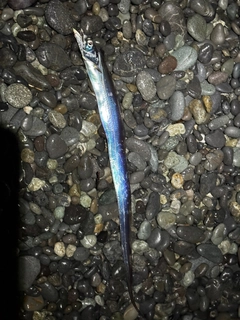 タチウオの釣果