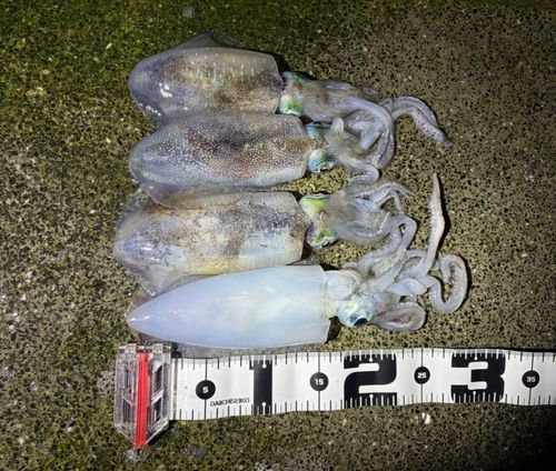 アオリイカの釣果
