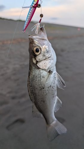 セイゴ（ヒラスズキ）の釣果