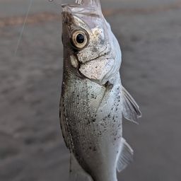 セイゴ（ヒラスズキ）