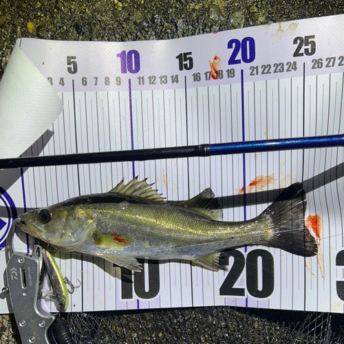 シーバスの釣果