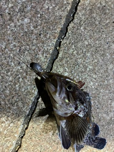 クロソイの釣果