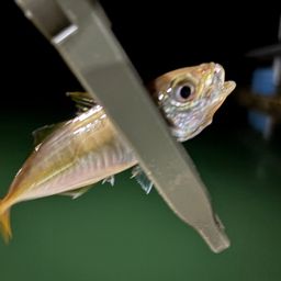 アジ