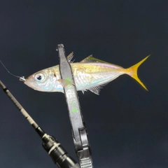 カマスの釣果