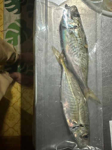 勝浦湾