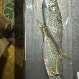 アジ
