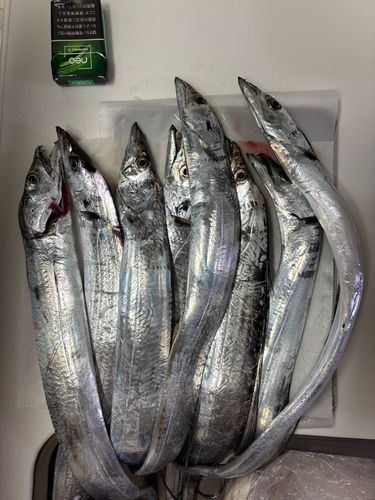 タチウオの釣果