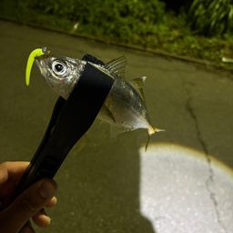 アジ