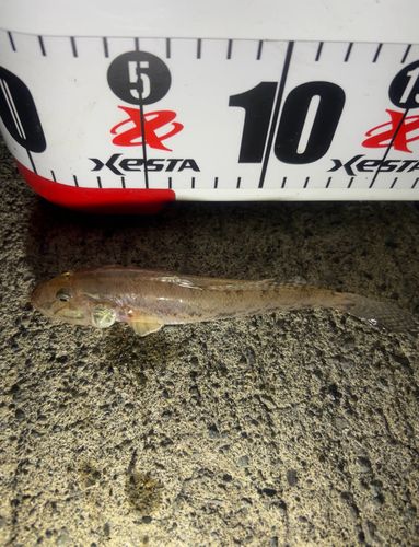 マハゼの釣果
