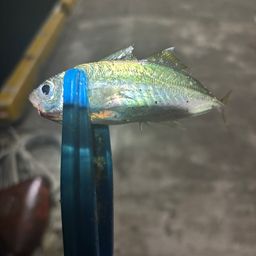 アジ