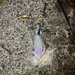 アオリイカ