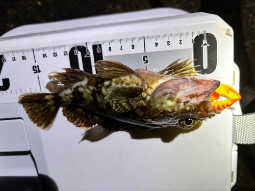 カサゴの釣果