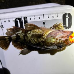カサゴ