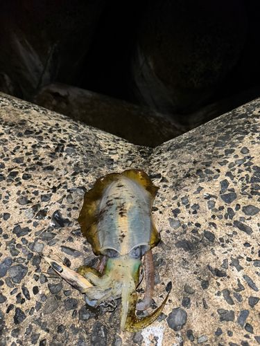 アオリイカの釣果