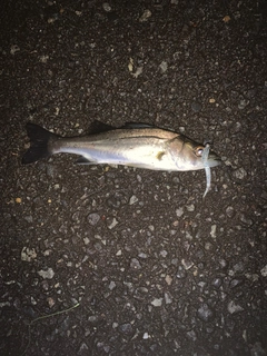 セイゴ（マルスズキ）の釣果