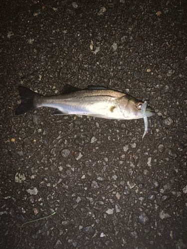 駿河湾