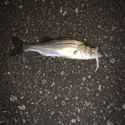 セイゴ（マルスズキ）